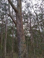 Eucalyptus bosistoana