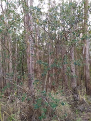 Cotoneaster glaucophyllus