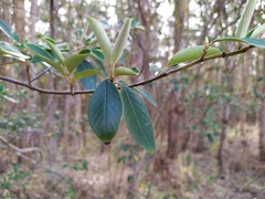 Cotoneaster glaucophyllus