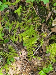 Cystopteris bulbifera