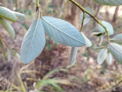Cotoneaster glaucophyllus