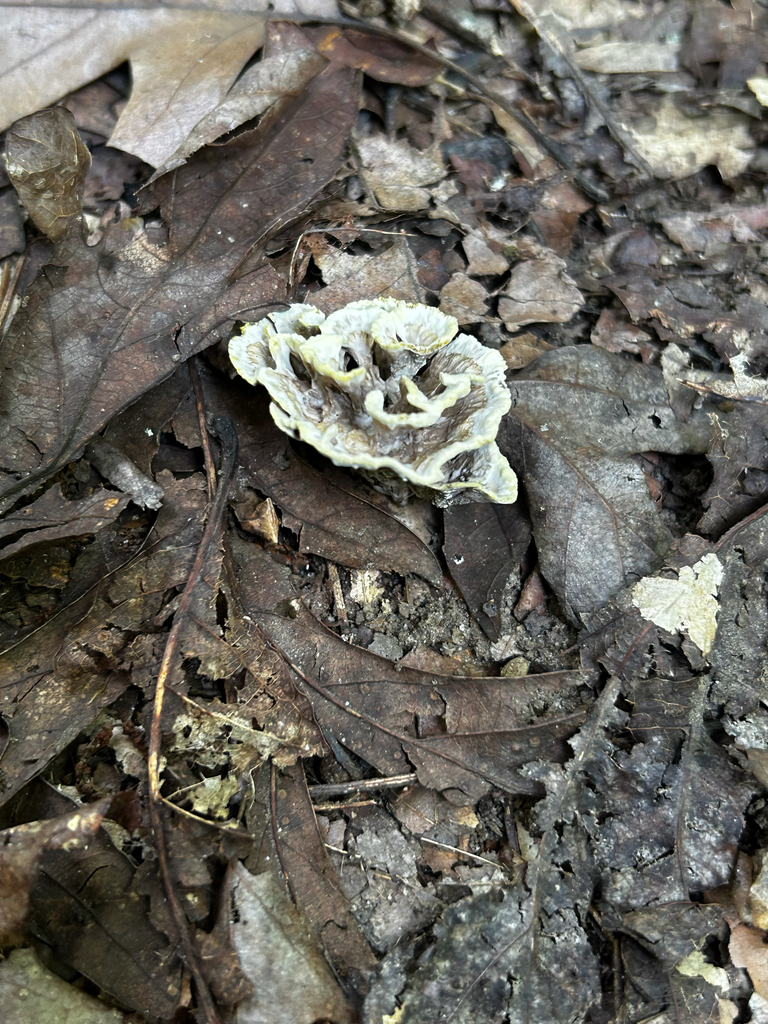 Thelephora vialis · August 2026 · photo: Photo: (c) caher001, some rights reserved (CC BY) · iNaturalist