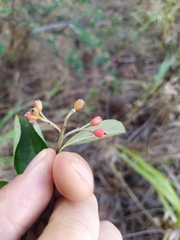 Cotoneaster glaucophyllus