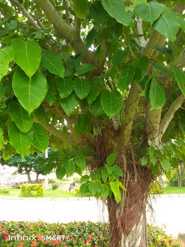 heart-leaved fig