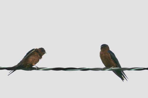 Rufous-bellied Swallow