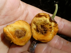 Pouteria campechiana