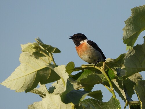 European Stonechat