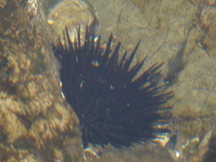 Echinometra