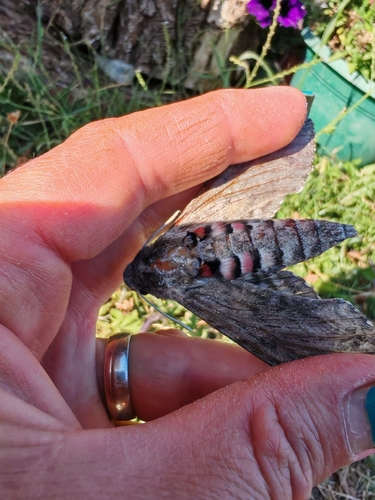 Convolvulus Hawkmoth