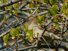 Passer domesticus