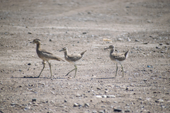 Burhinus superciliaris