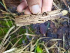 Rhytidoponera chalybaea