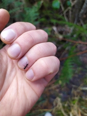 Rhytidoponera chalybaea