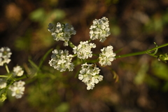 Bifora