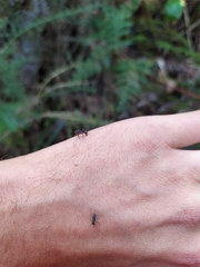 Rhytidoponera chalybaea