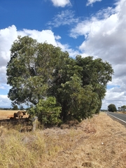 Acacia harpophylla