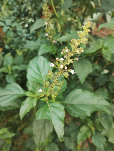 Ocimum carnosum