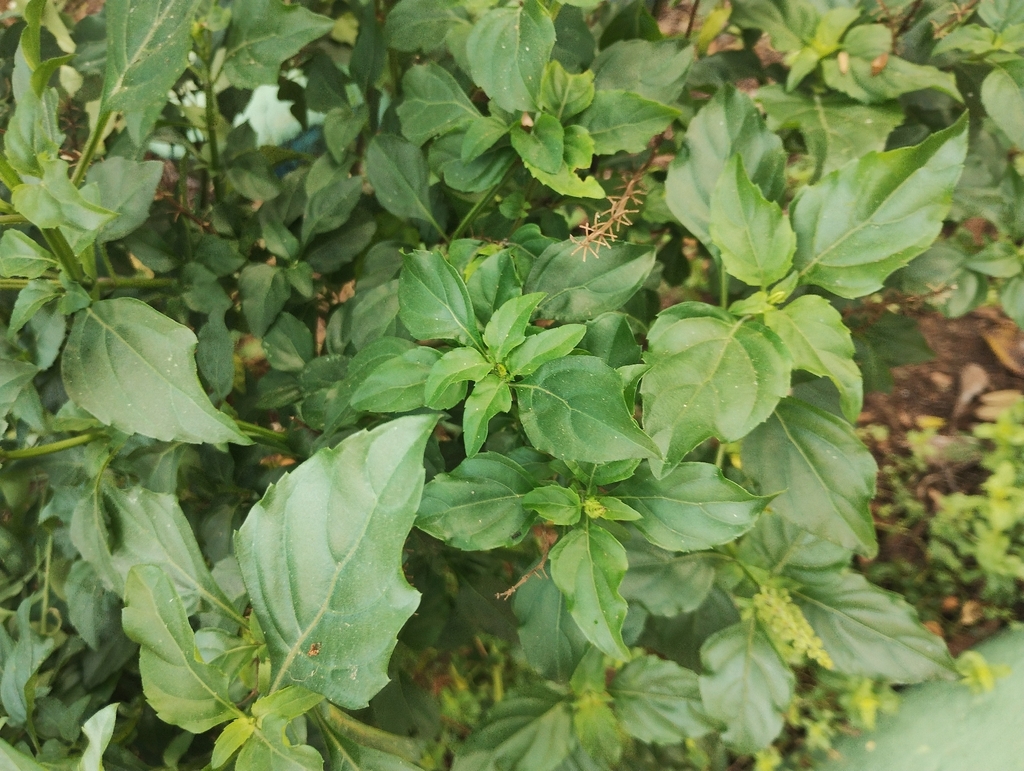 Ocimum carnosum; photograph (c) The Great Walter, some rights reserved (CC BY)