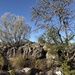 Acacia mearnsii
