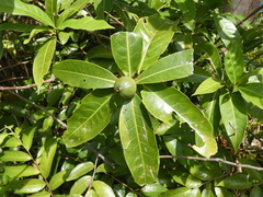 Alibertia edulis