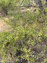 Lycium exsertum, photograph (c) CK2AZ, some rights reserved (CC BY)