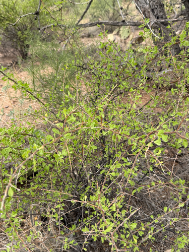 Lycium exsertum, photograph 5