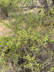 Lycium exsertum, photograph (c) CK2AZ, some rights reserved (CC BY)