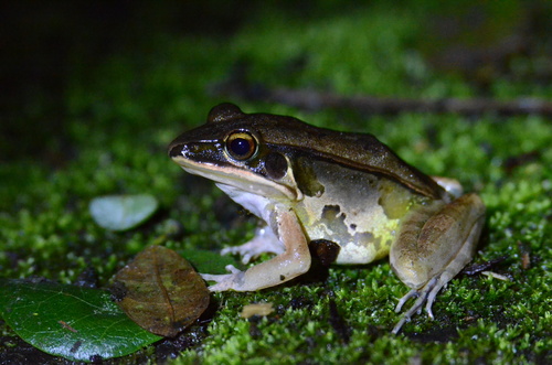 Hylarana lateralis observed 2026-08-15