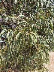 Acacia harpophylla