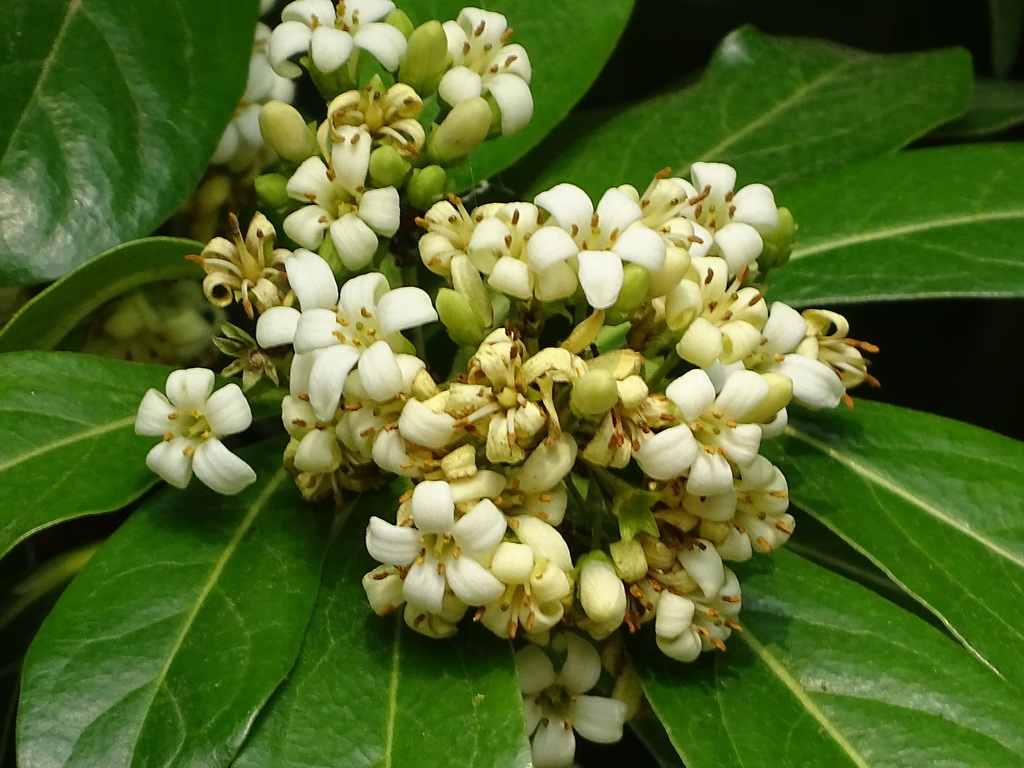 Pittosporum moluccanum