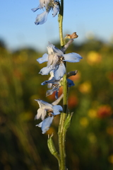 Delphinium carolinianum