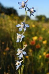Delphinium carolinianum