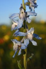 Delphinium carolinianum