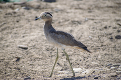 Burhinus superciliaris