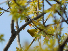 Leiothlypis ruficapilla