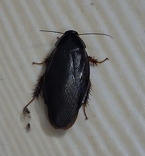 Pycnoscelus niger