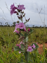 Fridericia platyphylla