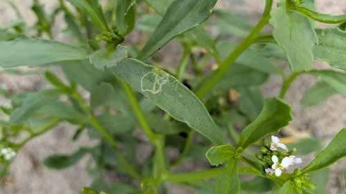 Liriomyza brassicae observed 2026-08-12