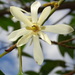 Magnolia compressa - Photo (c) 葉子, μερικά δικαιώματα διατηρούνται (CC BY-NC), uploaded by 葉子