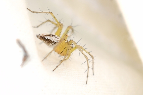 Striped Lynx Spider