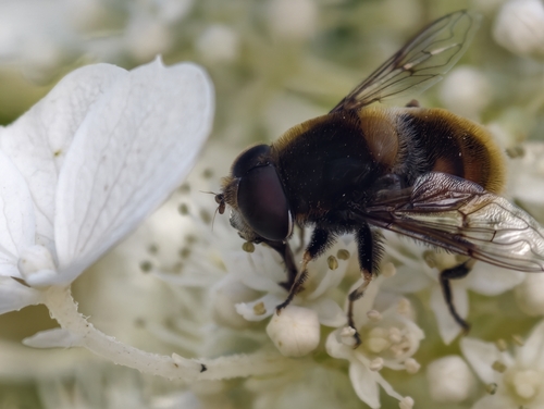 Furry Dronefly