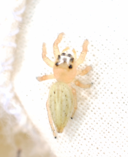 Colonus puerperus