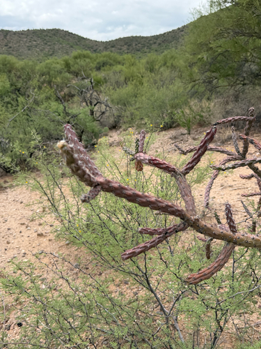Cylindropuntia thurberi, photograph 2