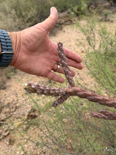 Cylindropuntia thurberi, photograph 1