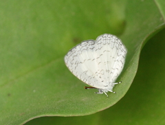 Spalgis lemolea lemolea