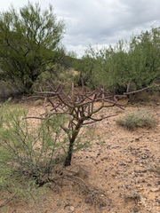 Cylindropuntia thurberi, photograph (c) CK2AZ, some rights reserved (CC BY)