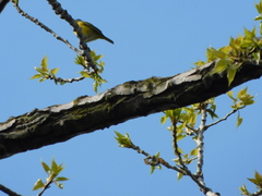 Leiothlypis ruficapilla
