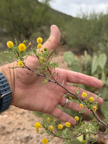 Vachellia constricta, photograph 6