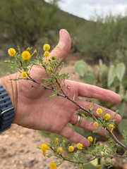 Vachellia constricta, photograph (c) CK2AZ, some rights reserved (CC BY)