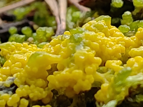 insect-egg slime